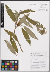 Foto von Salix cinerea L.